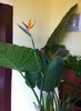 Strelitzia4