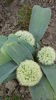 Allium karataviense1