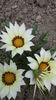 Gazania1d