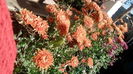 IMG_20151102_101803