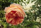 6 nov, Abraham DArby