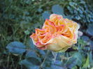 DSC08318