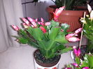 Schlumbergera