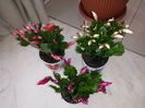 Schlumbergera