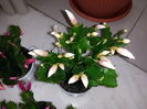 Schlumbergera