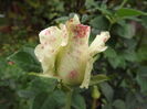 DSCF4424