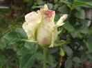 DSCF4423