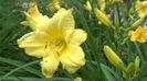 hemerocallis happy returns