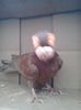 2015-10-29 16.32.53
