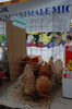 expo_pasari_de_rasa_nationala_breaza_ian_2010_ (275)