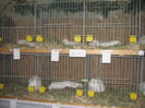 Expo E54 (9)