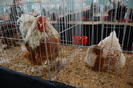 expo_pasari_de_rasa_nationala_breaza_ian_2010_ (326)