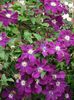 clematis-warszawska-nike-m003108_w_2