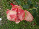 DSC00771