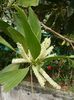 acacia mangium