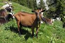 Alpinuca la soare-m49