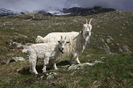 Capra Sempione