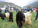 Frumuseti de Walliser-f6