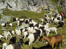 Frumusetile muntilor Alpi