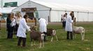 Toggenburg examinate-hg5