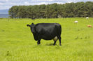 Dolofana neagra