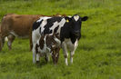 Vaca buna de lapte-8p