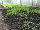 rucola