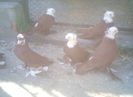 image (5)
