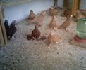 image (8)