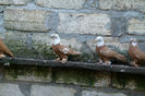 image (9)