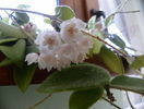 thomsonii