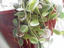 thomsonii