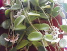 thomsonii