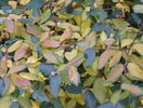 viburnum burkwoodii