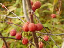 malus Rudolph