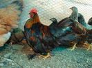 cochinchina x phoenix