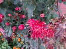 IMG_20151110_084826