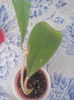 Cv viola