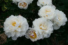 Gardenia
