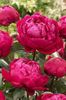 Red Sarah Bernhardt