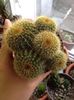 nr.16-notocactus magnificus