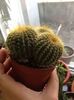 nr.17-notocactus magnificus