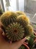 notocactus
