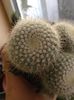 rebutia muscula