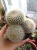 nr.18-rebutia muscula