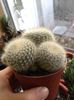 rebutia muscula