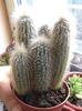 nr.20-cleistocactus straussi 3