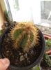 cactus 5