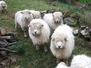 Rasa Longwool pt lana-65