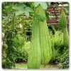 LUFFA - BURETE VEGETAL